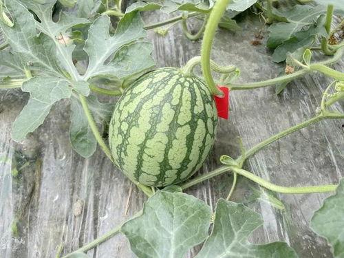 走进瓜园吃瓜视频,跟随视频走进甜蜜瓜果的世界