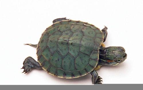 大鳄鱼吃哈密瓜菠萝视频,哈密瓜与菠萝的惊险对决