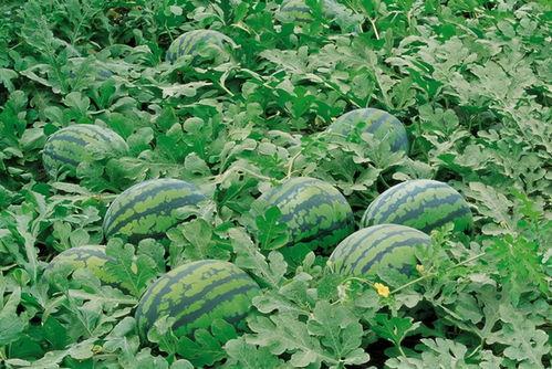 大棚吃瓜视频素材高清版,高清揭秘瓜果生长的秘密