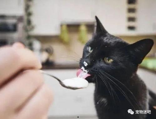猫吃黄金蜜瓜好吗视频,美味还是禁忌？