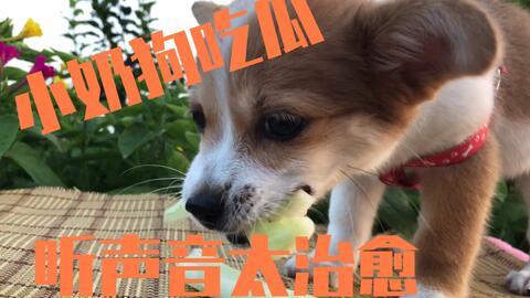 吃瓜小狗视频软件叫什么,短视频平台的趣味新宠