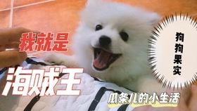 吃瓜人狗大战视频,一场爆笑的跨界对决